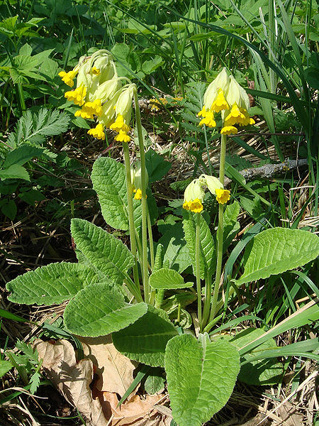 kolénky http://cs.wikipedia.org/wiki/soubor:primula_veris_0x.jpg http://cs.wikipedia.org/wiki/soubor:wheat_field.