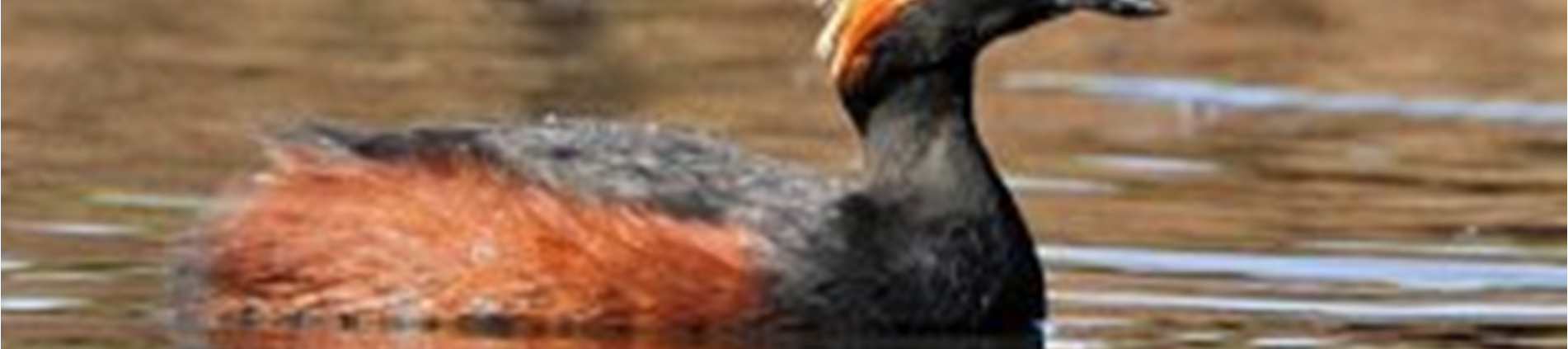 Potápka černokrká autor: Luboš Mráz, http://www.naturfoto.cz Na našem území jsou potápky černokrké již vzácným druhem. Bohužel dosud nejsou vlastně nijak chráněny.