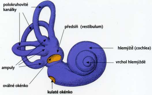 zizi.com rovnovážné centrum: ve vnitřním uchu soustava tří polokruhových kanálků a dvou