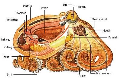 SVĚTOVÁ PRODUKCE CHIONKA JEDLÁ (MERCENARIA MERCENARIA) MOŘSKÝ MLŽ HLAVNÍ SVĚTOVÍ PRODUCENTI SVĚTOVÁ PRODUKCE Akvakultura hlavonožců (Cephalopoda) produkce v akvakultuře malá, lov převažuje velké