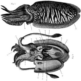 CHOBOTNICE POBŘEŽNÍ (Octopus vulgaris) Japonsko, Španělsko nádrže 10 m 3,13-20 C, salinita 32 až 35 ppm úkryty, PVC trubky, průměr 20 cm, délka 40 cm nebo PVC krabice (60 x 40 x 30 cm) hustota