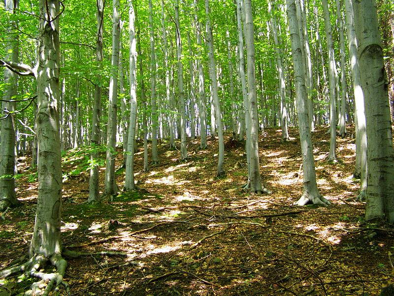 4. Lesy smíšené a listnaté vyskytují se jižně od jehličnatých lesů