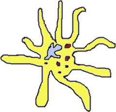 Maturace DC nezralá DC zralá DC Signál nebezpečí CD14 HLA-DR endocytóza CD80, CD86, CD83 HLA-DR cytokiny IL-12, IL-6, TNF endocytóza Signály