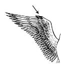 P t á c i (Aves) Vztahy recentních skupin čtvernožců (Tetrapoda) Archosauria Amniota Přednáška Zoologie Lepidosauria Oldřich Kopecký kopeckyo@af.czu.