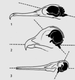 PLOS SMYSLY - hlavním zrak (pštros 5 cm jako slon) - 1/3 váhy hlavy - málo nebo vůbec nepohyblivé (sovy) - příčně pruhované svaly změna velikosti zornice - pecten - až 150 políček /s - tyčinky, čípky