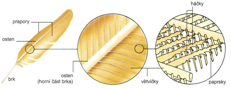 Stavba pera Pero vyrůstá z kůže v místě, zvaném pernice.