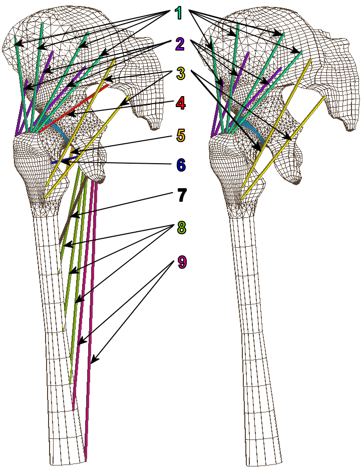 Výpočtové modelování model svalů Název svalu Číslo na obr. M. glutaeus medius 1 M. glutaeus minimus 2 M. glutaeus maximus 3 M. piriformis 4 M. pectineus 5 M. quadratus femoris 6 M.