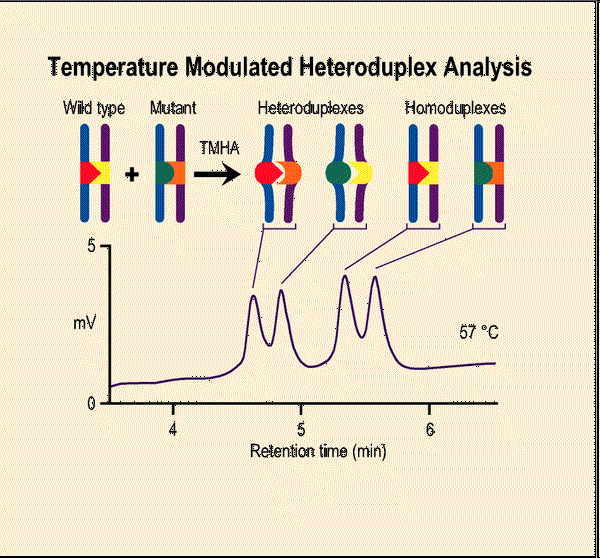 Analýza heteroduplexů Homoduplexy a