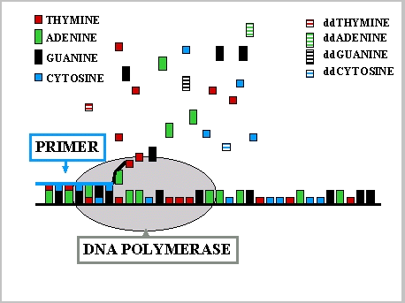 Sekvenování DNA prodloužení