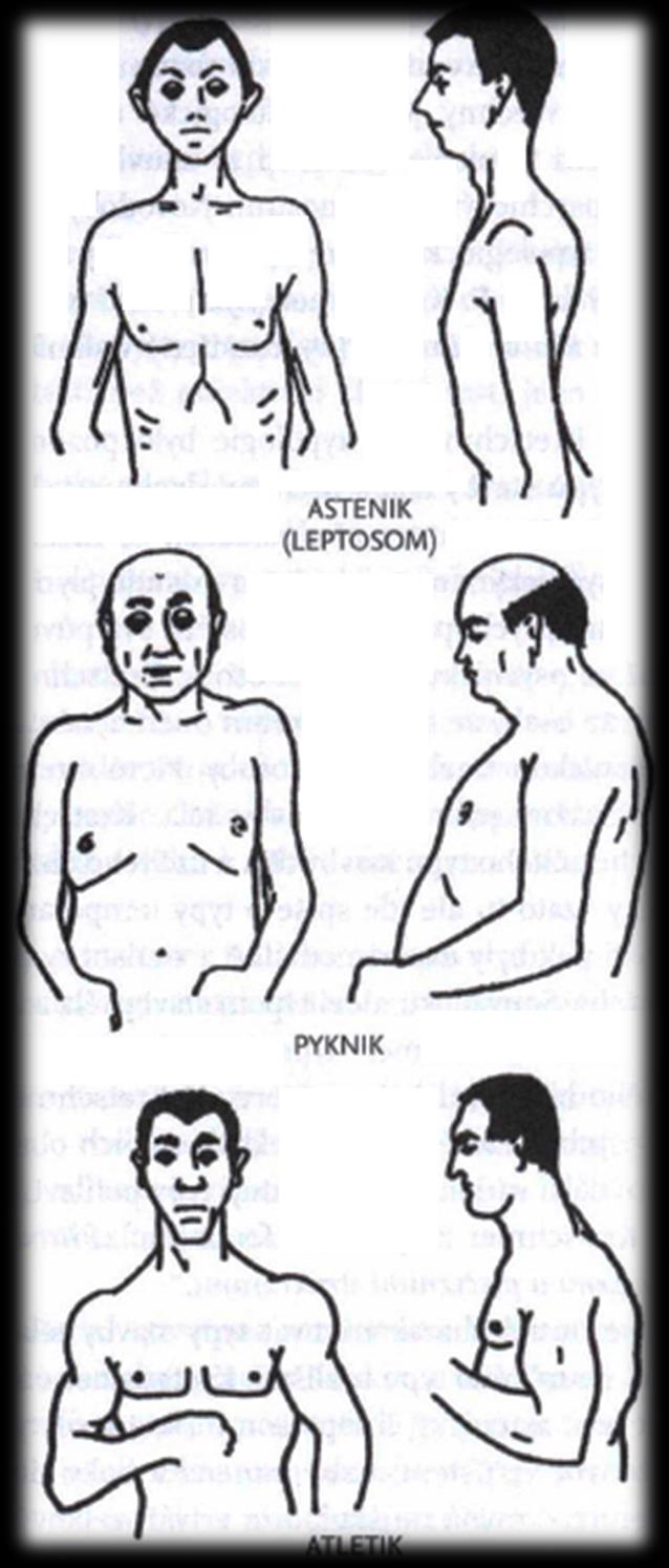 Atletický typ silně vyvinutá kostra a výrazné svalstvo,široký hrudník, užší boky, menší lebka s protáhlým
