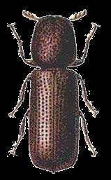 Korovník obilní (Rhyzopertha dominica) Biologie: jednobarevný, rezavě hnědý brouk, velký 2,5-3 mm, škodí na
