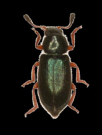 Pestrokrovečníkovití (Cleridae) Biologie: malý brouk (3 5 mm), zbarvený kovově, modře či oranžově typickým znakem jsou tykadla v podobě paličky, samičky kladou 1000 3000 vajíček, larvy se vyznačují