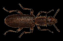 Lesák skladištní (Orayzaephilus surinamensis) Biologie: brouci