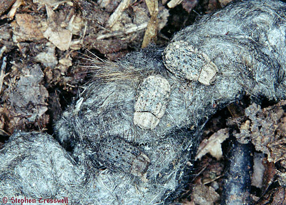 Čeleď: Trogidae - dříve řazeni do vrubounů, u nás 6 druhů - živí se vysušenými živočišnými zbytky (kosti,