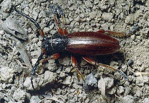 Čeleď: tesaříkovití (Cerambycidae)
