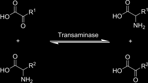 TRANSAMINACE transaminace