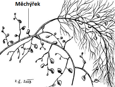 o vosu obecnou, únik je vzhledem k poměru velikosti vosy a rosnatky možný, avšak záleží na konkrétním druhu rosnatky). Osobně jsem to na mnou pěstovaných rosnatkách občas pozoroval.