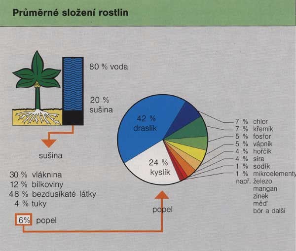 Činností baktérií se tvoří na kořenech hlízky, proto se půdní baktérie nazývají také hlízkovité. Střídavě žijí volně v půdě a kořenech bobovité rostliny, která jim dodává k jejich výživě sacharidy.