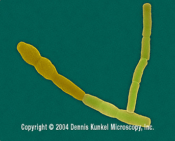 Bacillus