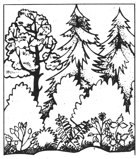 Pracovní listy: Ekosystém smíšeného lesa 1. stupeň 1. Prohlédni si výšková patra v lese a říkej, co v nich roste: A.