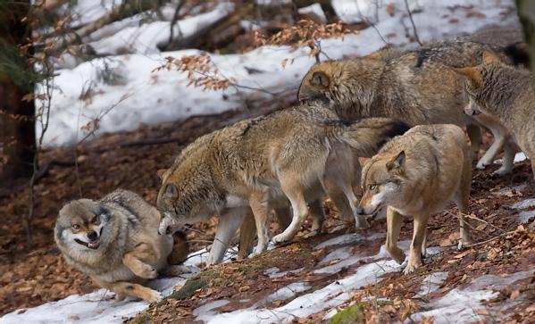 Caniformia psovití Canidae vlk