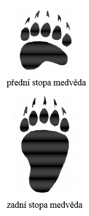 medvěd