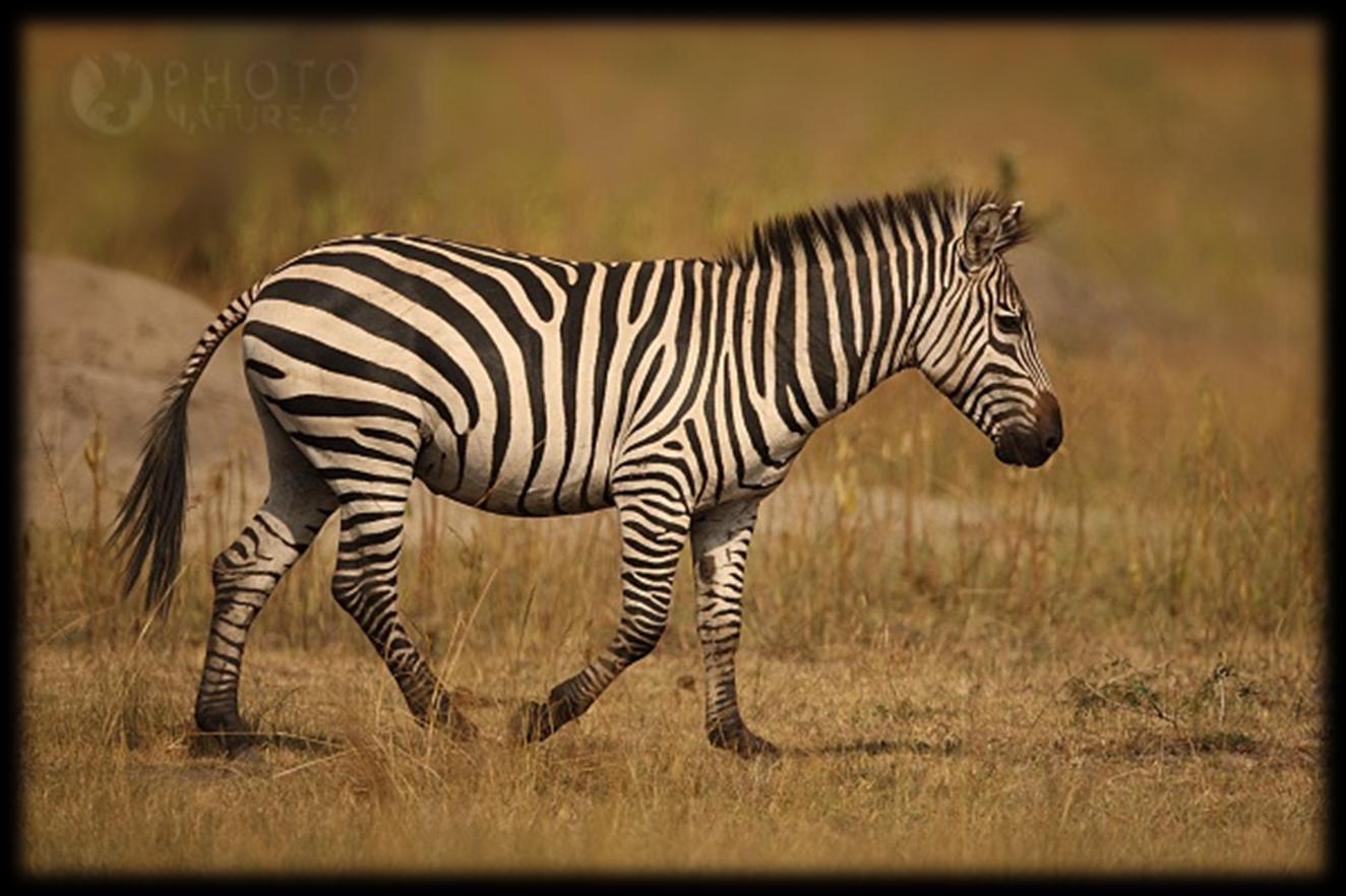 zebra