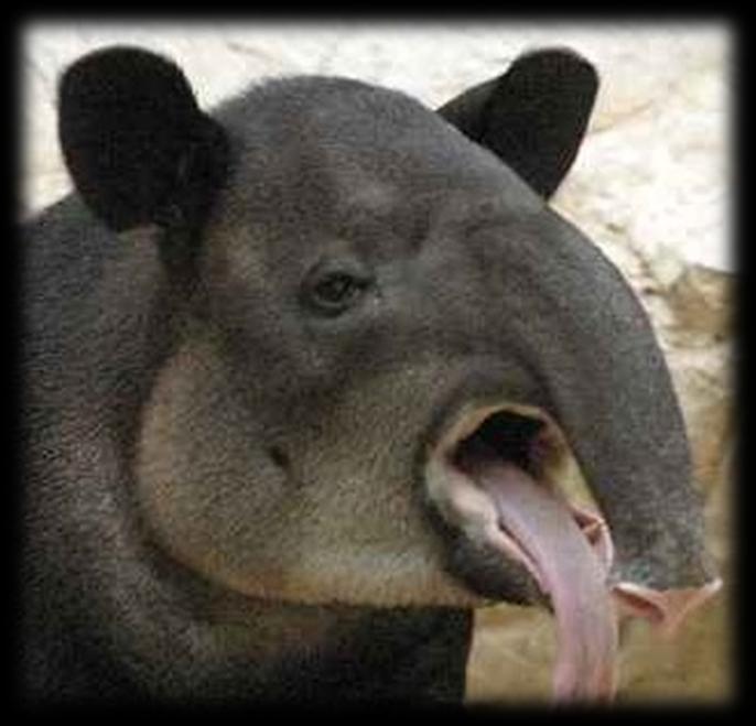 tapír