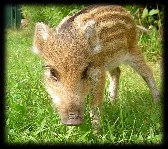 všežravá Čeleď: Prasatovití (Suidae) protáhlým rypákem vyrývají potravu ze země ostré