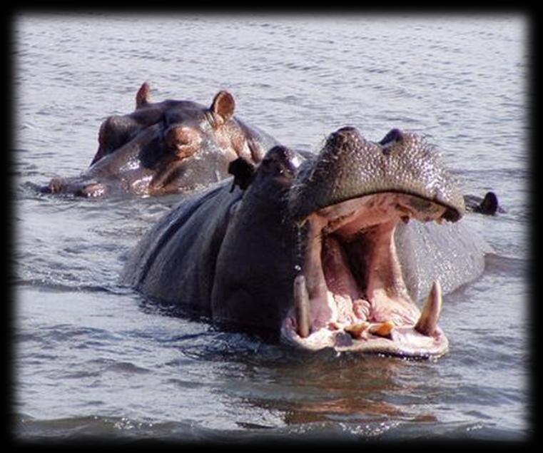 Čeleď: Hrochovití (Hippopotamidae) lysá kůže jediní sudokopytníci, kteří našlapují na 4 prsty