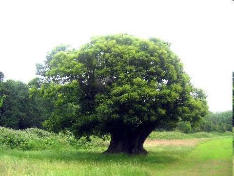4) Úloha evapotranspirace v tvorbě klimatu: úroveň stromu Rostlina, voda a energie: 1 strom Kravčík a kol. 2007.