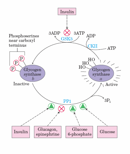 GSK3 kinasa, fosforylující glykogensynthasu CKII kasein kinasa, její