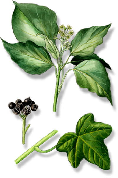 3. Ostatní dvoudìložné byliny II 4/5 3.8 Z následujících kombinací písmen sestav názvy dvoudìložných rostlin.