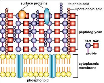 Buněčná stěna G+ bakterií barví se do fialova o jednovrstevná o jednoduchá stavba o silná (30 nm) o peptidoglykan až 90 % o