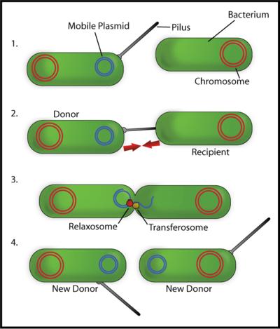 plazmidy ve více kopiích) F-plazmidy (fertility = plodnosti) konjugace bakterií