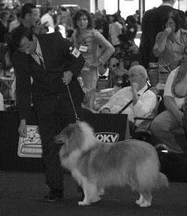 Účastníci zájezdu Aurelio Adore van Golden Nachtigal Foto: M. Bábiková Samba Black Joker v. Wengerhof Foto: I. Grallizioli Kangasvuokon Merlin Foto: M.