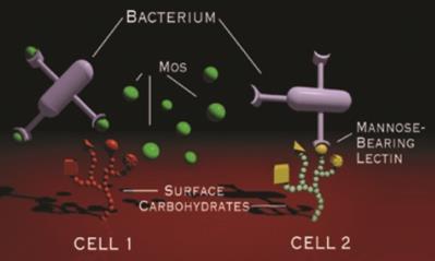MANANOVÉ OLIGOSACHARIDY MOS (Mannan-oligosaccharides) MOS jsou zprostředkovány buněčnou stěnou Saccharomyces cerevisiae.
