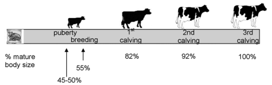 % z váhy v dospělosti (hloštýn) Cíle a měřítka kvality odchovu jalovic puberta zapouštění otelení 2. otelení 3. otelení Reduce úhynů při porodu + 24h (<6.0%) Reduce úhynů od porodu do odstavu (<4.