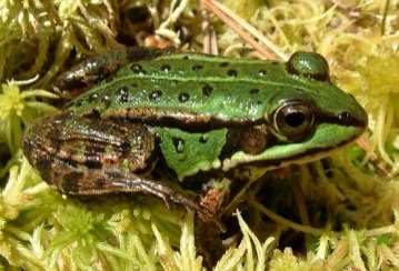 Hybridi mohou být lepšínežrodiče Skokan zelený (Pelophylax esculentus) - druh vzniklý (a vznikající) hybridizací skokana skřehotavého (P. ridibundus genomrr) a skokana krátkonohého (P.