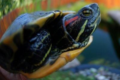 59 strunatci Chordata: obratlovci Vertebrata plazi Reptilia želvy (Testudines) kajmanka supí https://www.flickr.