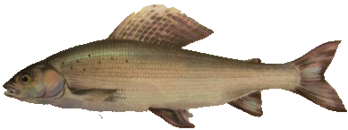 Opakovací otázky Jmenuj základní znak lososovitých, síhovitých a lipanovitých ryb. Jaké jsou znaky rozdílnosti? Které ryby ţijí v pstruhovém pásmu?