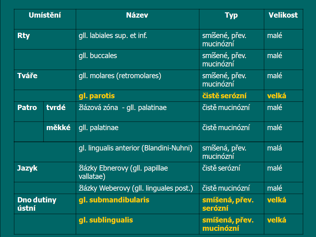 SLINNÉ ŢLÁZY glandulae salivariae - exokrinní žlázy s řídkou vodnatou, hlenovitou nebo smíšenou sekrecí - slina (saliva) vznikly čepovitým bujením ektodermu primitivní ústní dutiny do mezenchymu