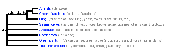 Řasy Algae Pojem řasy je často používán v ekologické literatuře