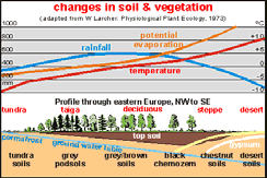 Základní přístupy ke klasifikaci Geografický zonální x azonální půdy Genetický podle vývoje (geneze) půd Morfologický, analytický