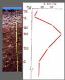 6. LUVISOLY Půdy s diagnostickým horizontem (argi)luvickým a méně či více