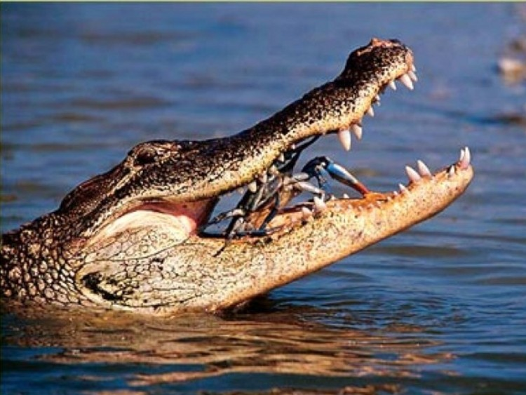 9IS18P7 Plazi krokodýli VÝSKYT, POTRAVA biotop ( prostředí) řeky, jezera, laguny, přílivové pásmo, moře, souš teplých oblastí Země (Severní, střední