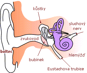 SLUCH Sluch je schopnost vnímat zvuky, která je společná všem vyšším živočichům, kteří jsou vybaveni speciálním smyslovým orgánem, uchem.