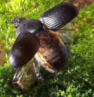 Čeleď: chrobákovití (Geotrupidae) IMAGO - Klenuté, zavalité tělo