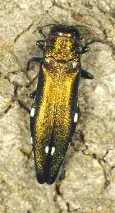 polník dvoutečný (Agrillus biguttatus) Brouk 8,5 13 mm dlouhý, většinou zelenavě bronzový, se dvěma světlými plstnatými skvrnami v zadní