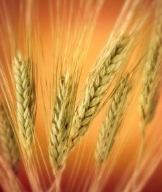 Pšeničný lepek - hlavní nositel stavební struktury těsta a pekařských výrobků Tvorba těsta - změny bílkovin: mísení hydratace bílkovin,